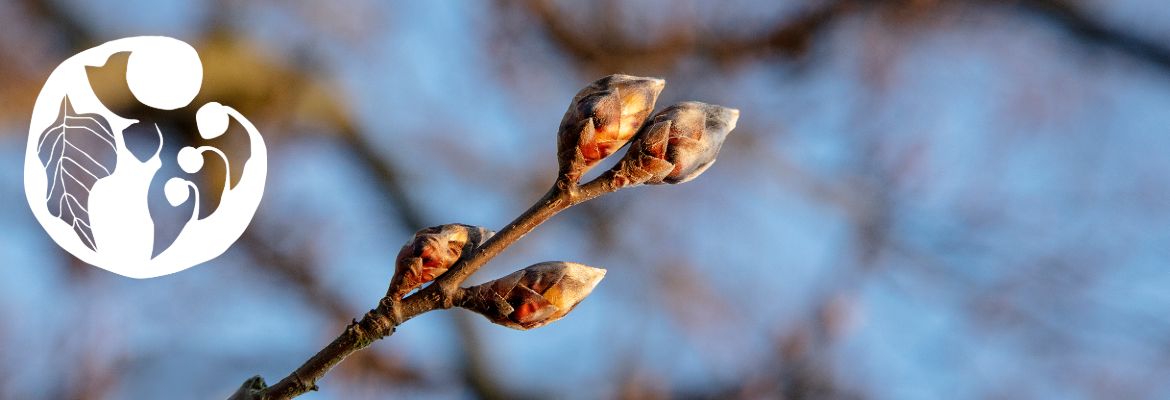 Samsø Bær - bøgeknop med bomærke