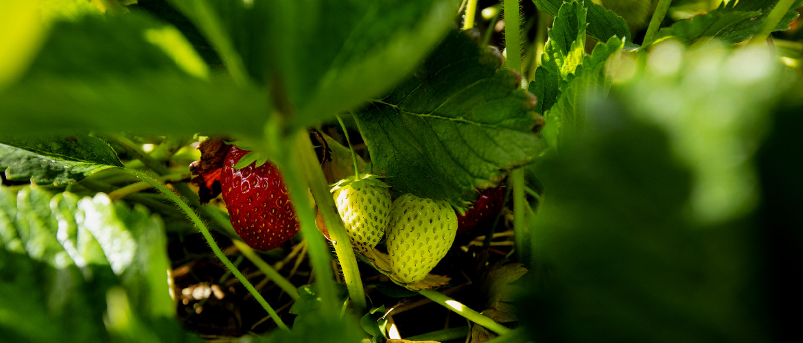 Historien om Samsø Bær